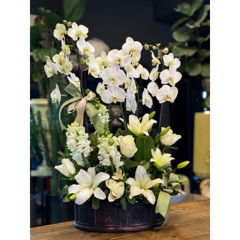 6 DALLI BEYAZ ORKİDE ARAJMANI