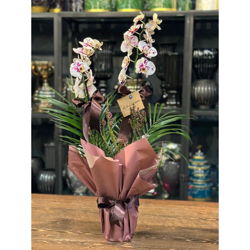 DALMAÇALLI ÇİFT DALLI ORKİDE