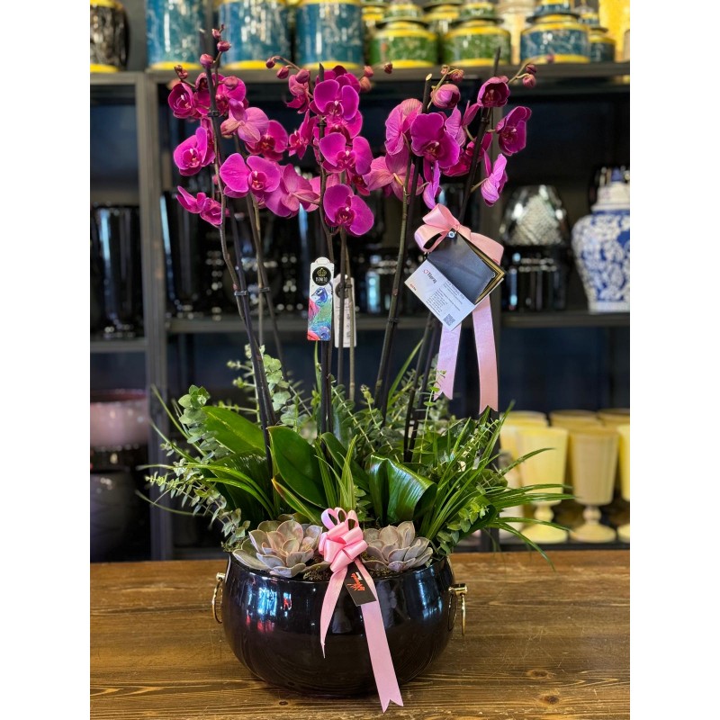 6 DALLI FUŞYA ORKİDE ARAJMANI