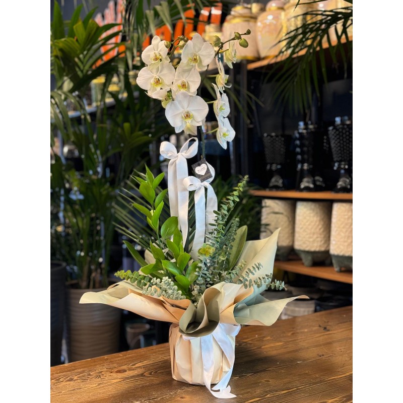 ÇİFT DALLI BEYAZ ORKİDE ARAJMANI