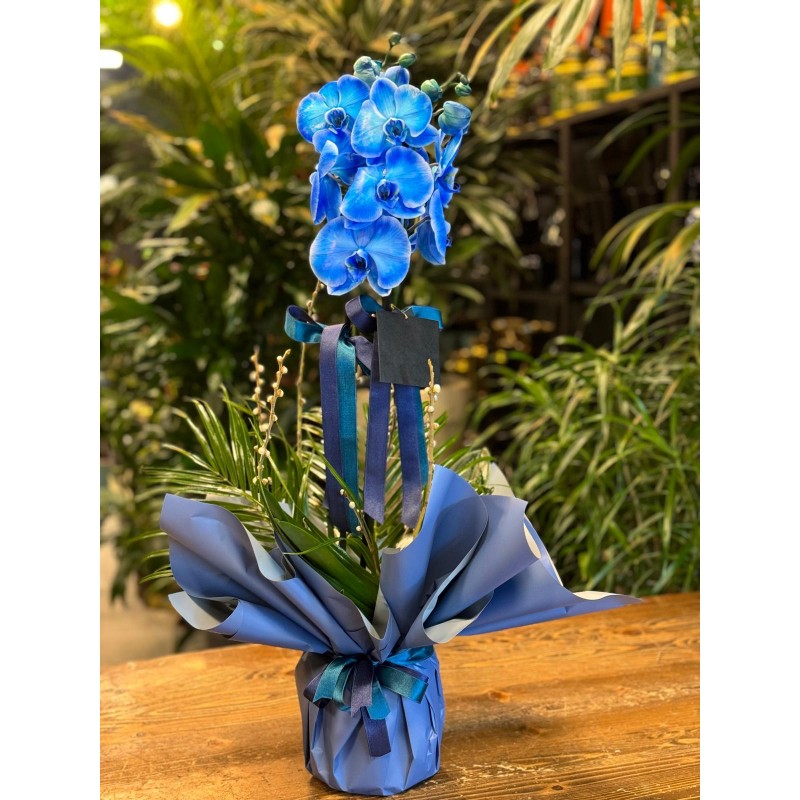 ÇİFT DALLI MAVİ ORKİDE ARAJMANI
