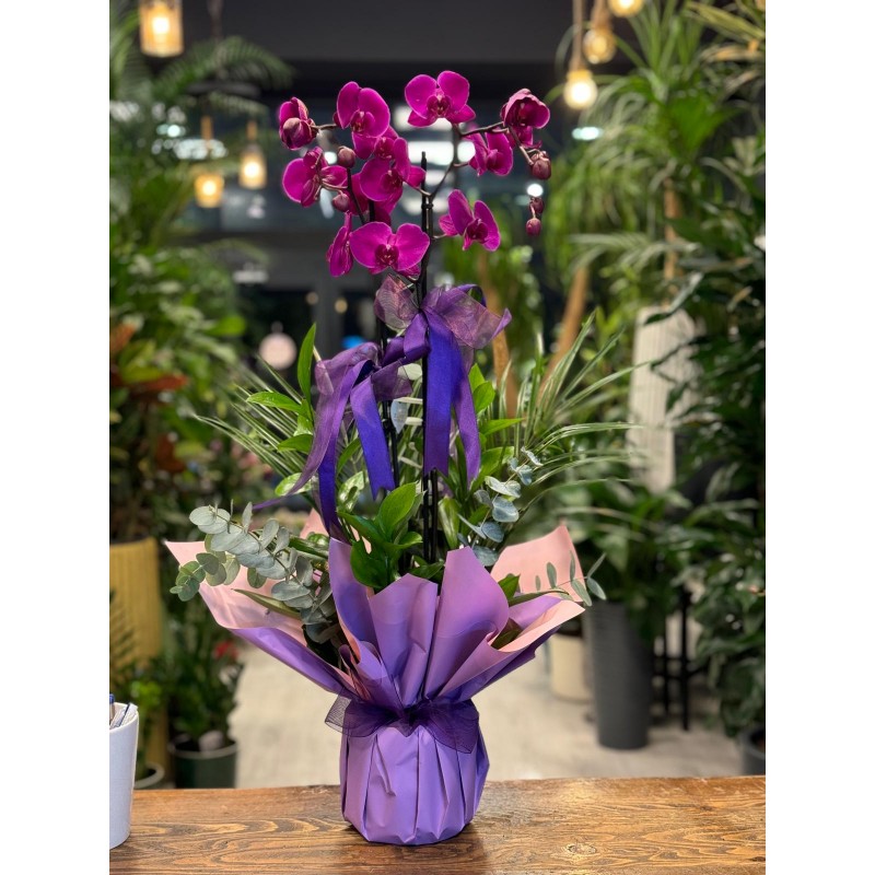 ÇİFT DALLI MOR ORKİDE ARAJMANI