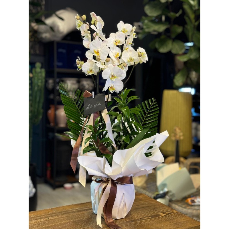 BEYAZ ÇİFT DALLI ORKİDE