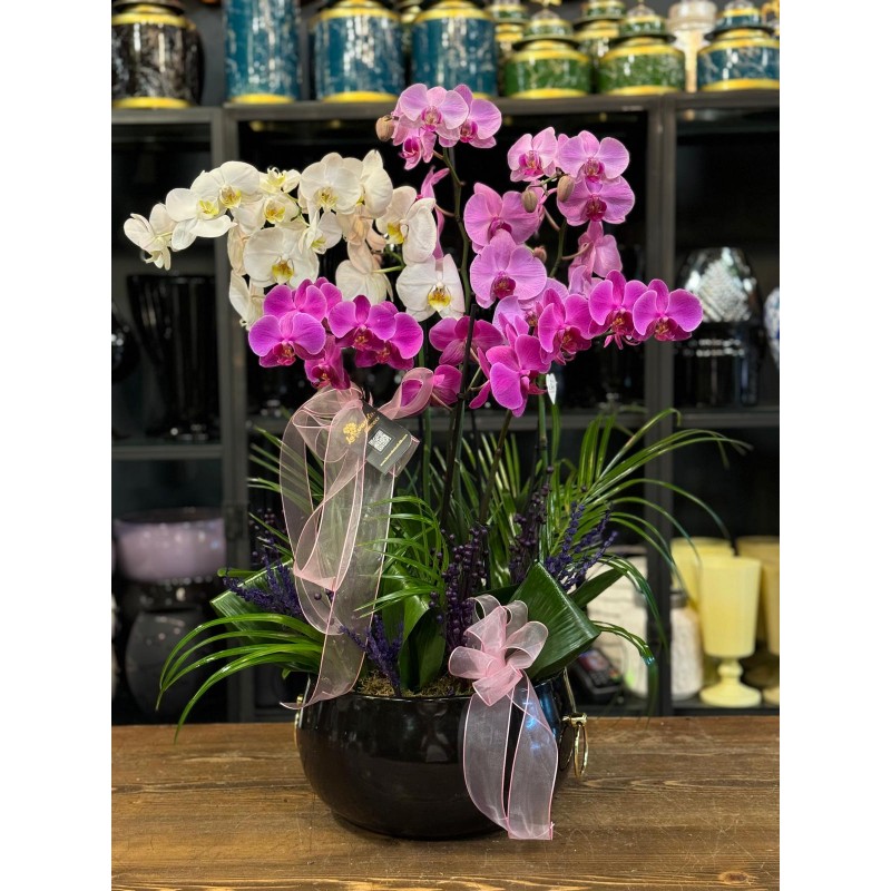 6 DALLI BEYAZ-PEMBE-FUŞYA ORKİDE ARAJMANI