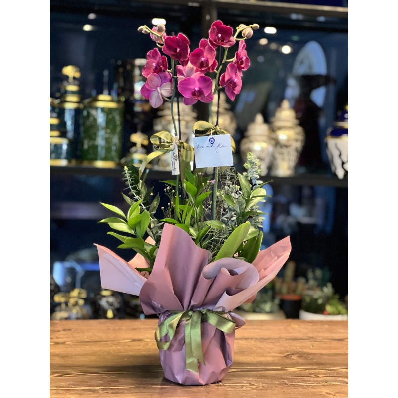 ÇİFT DALLI BORDO ORKİDE 